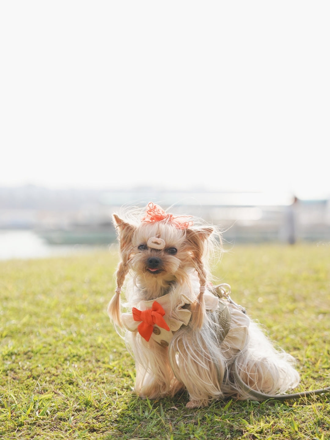 SAFARI HARNESS VEST (BACK VELCRO)