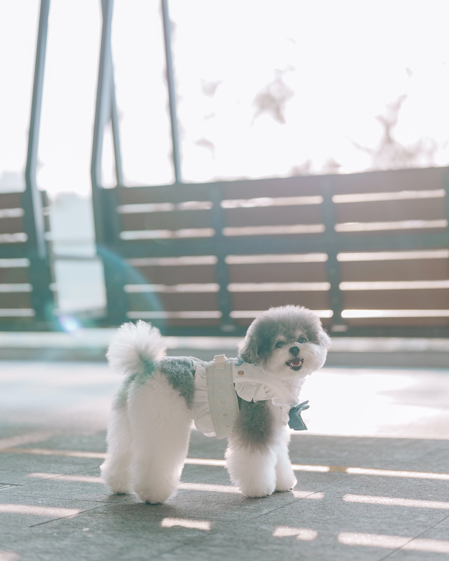 BLUEBELL HARNESS VEST (BACK VELCRO) – Candy Apple Pet Supply