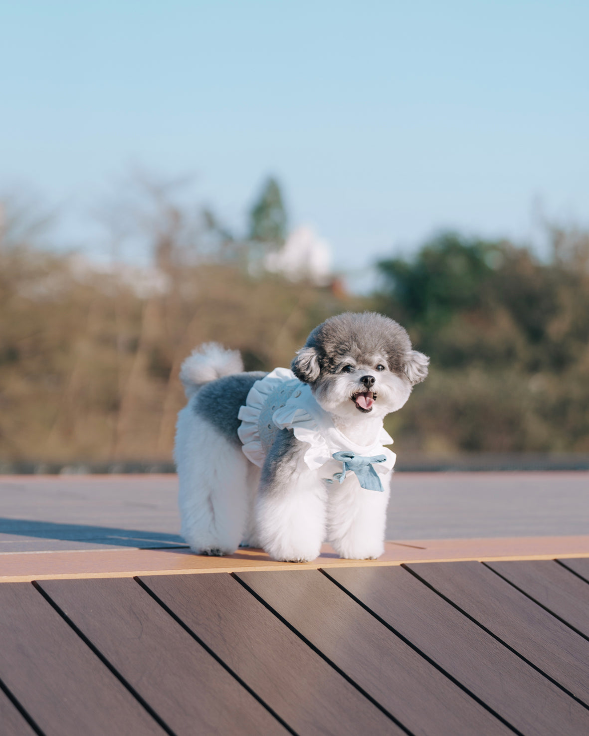 gypsohila ジプソフィア　Poodle Vest ホワイト BLUEBELL HARNESS VEST (BACK VELCRO) – Candy Apple Pet Supply