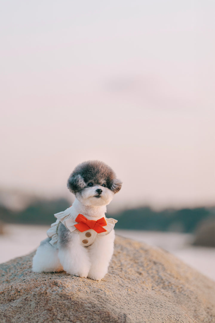 SAFARI HARNESS VEST (BACK VELCRO)