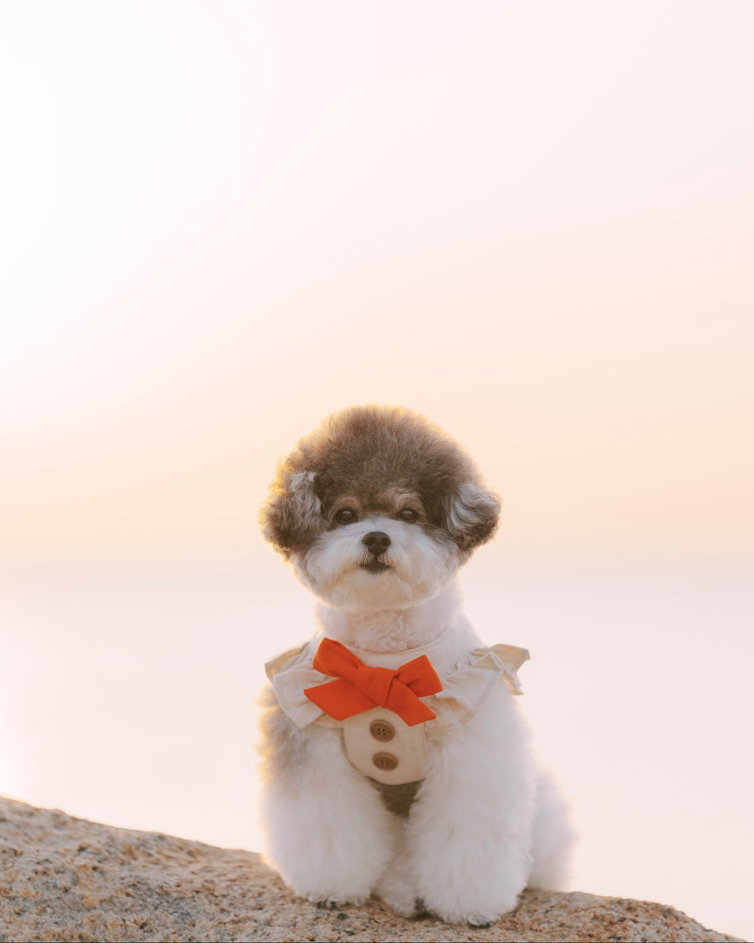 Small dog with a ruffle harness vest sitting on a rock against a light background