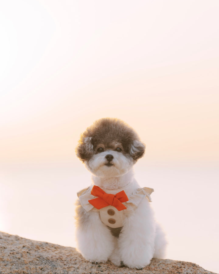 Small dog with a ruffle harness vest sitting on a rock against a light background