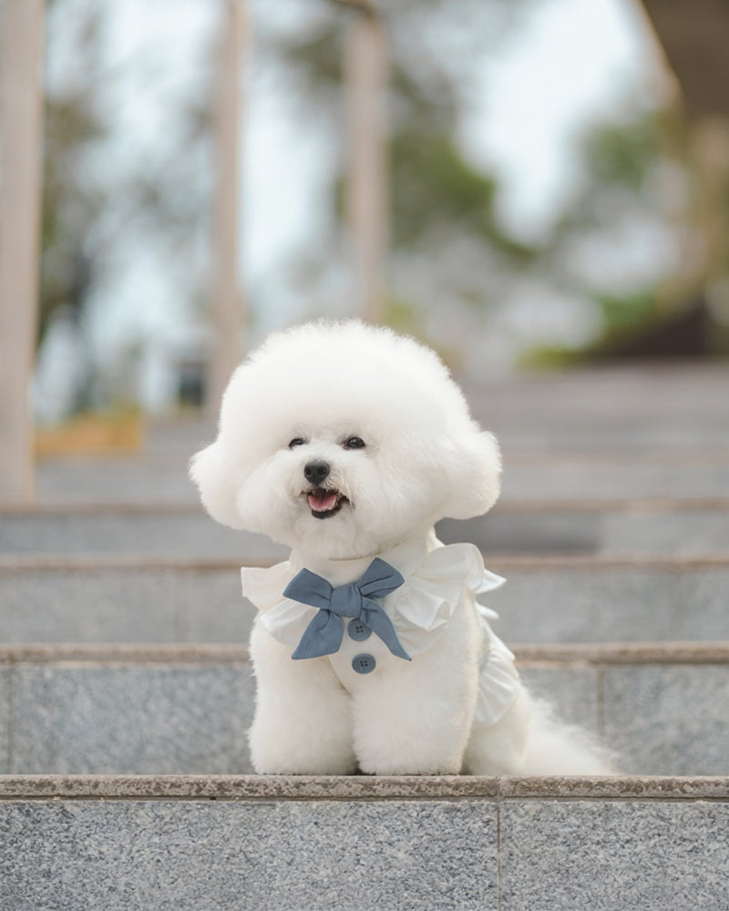 Bichon wearing Ruffle Harness Dress