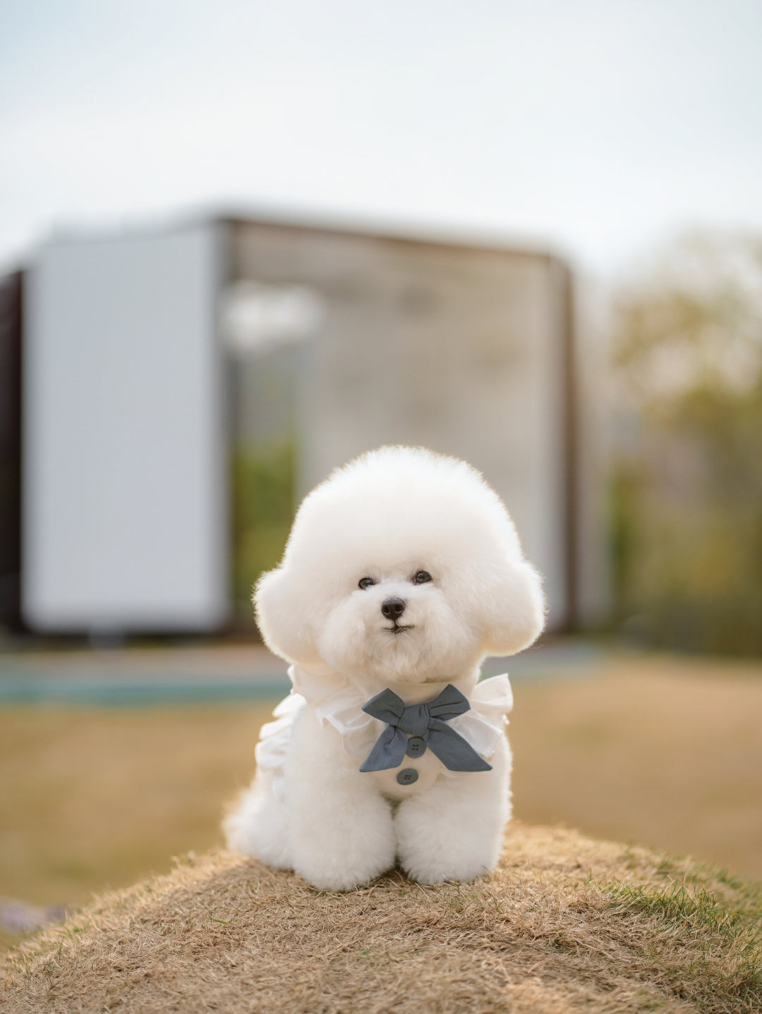 BLUEBELL HARNESS VEST (BACK VELCRO)