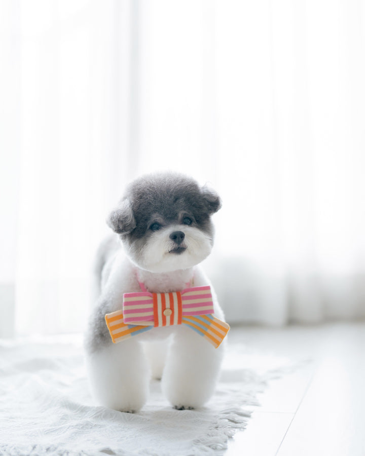 A small fluffy white and gray dog standing on a white rug in a bright, softly lit room, wearing a striped pet bow tie in pink, orange, and yellow.