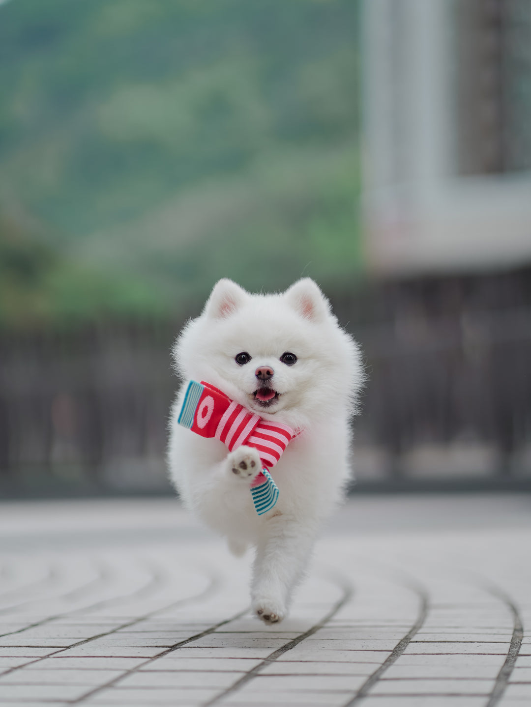 PINK & RED STRIPE PET & HOOMAN MATCHING SCARF