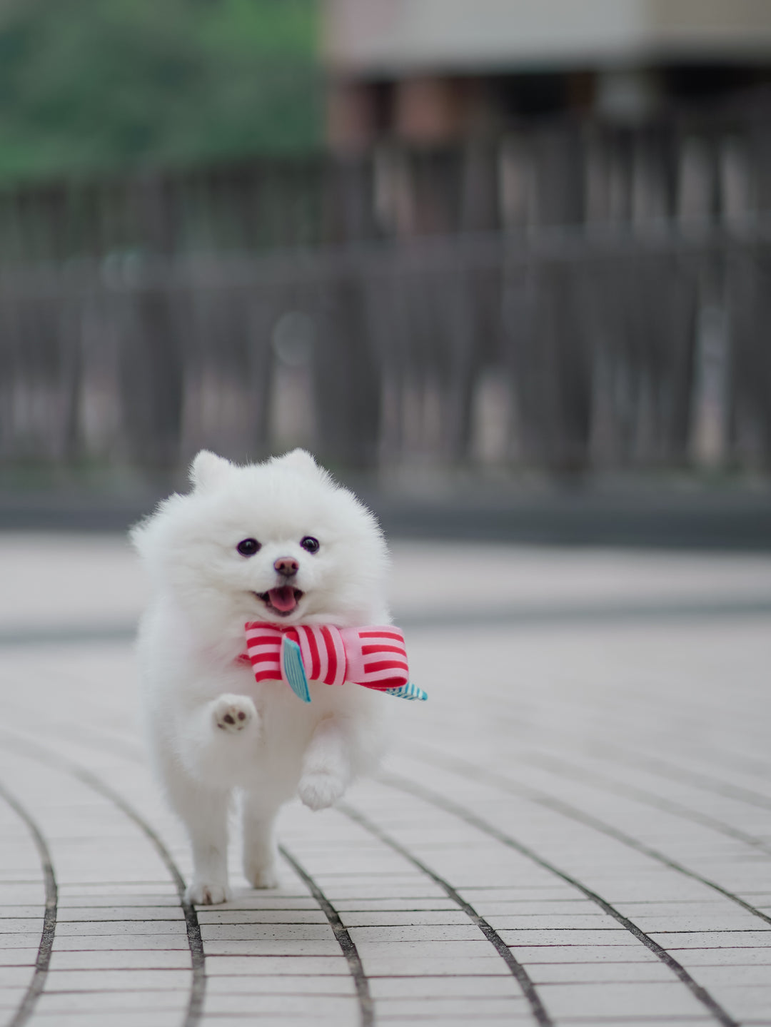 PINK & RED STRIPE PET & HOOMAN MATCHING SCARF