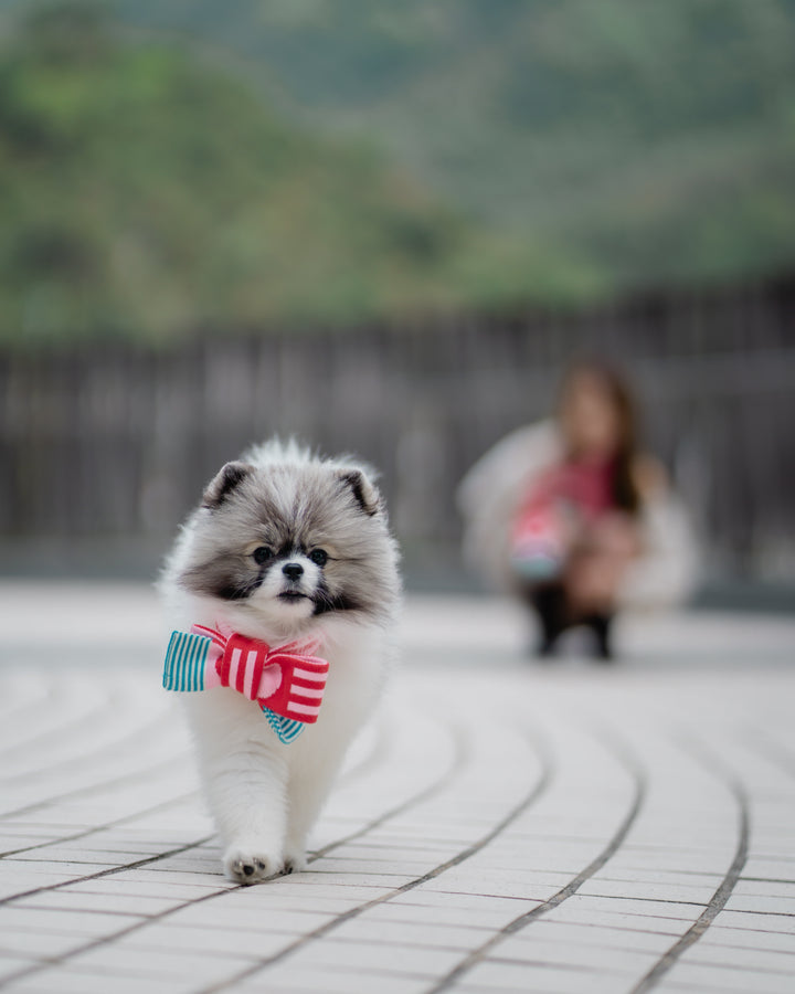 PINK & RED STRIPE PET & HOOMAN MATCHING SCARF