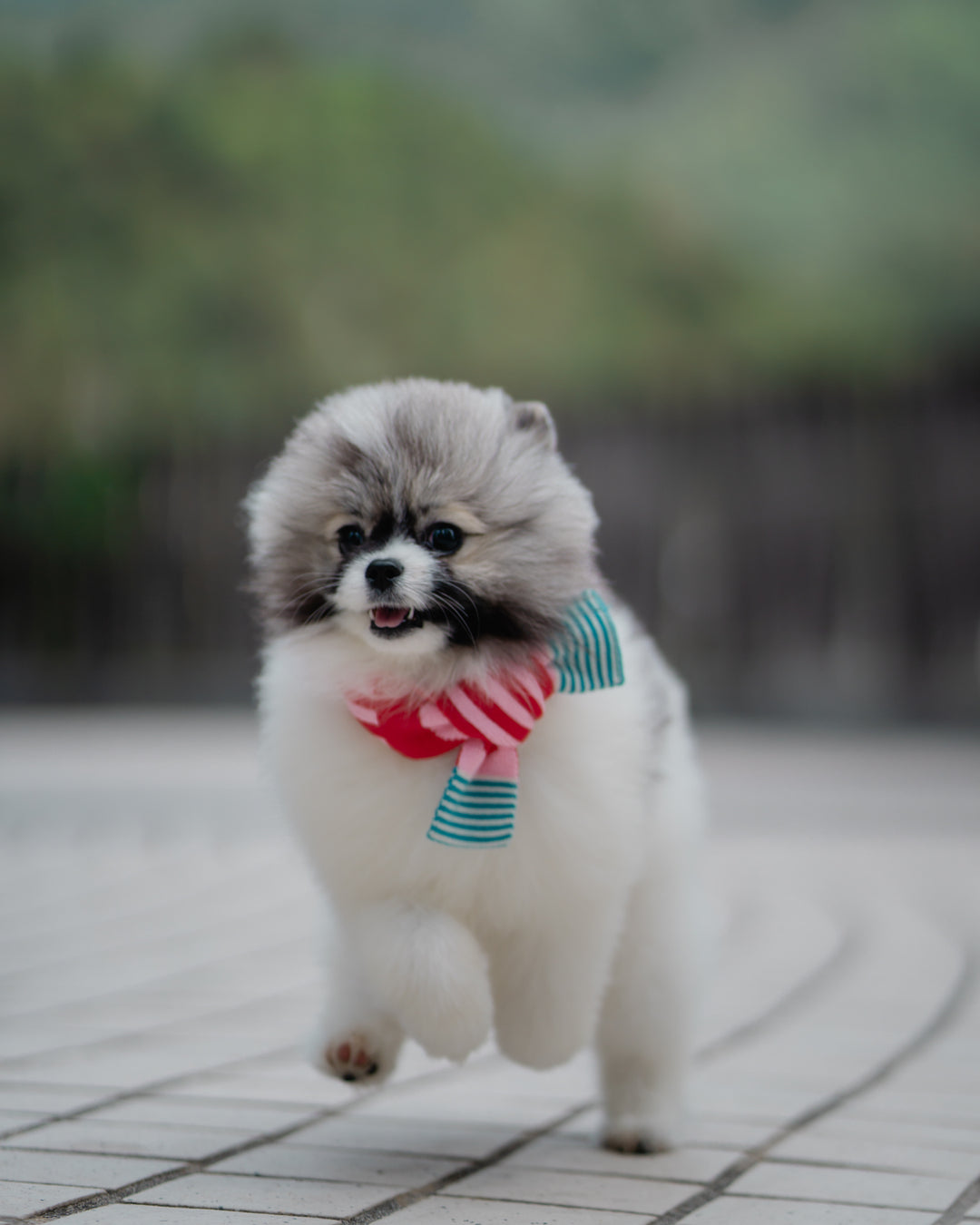 PINK & RED STRIPE PET & HOOMAN MATCHING SCARF