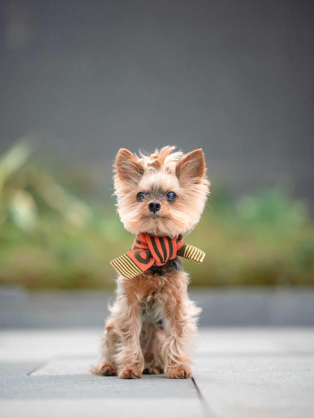 GREEN & ORANGE STRIPE PET AND HOOMAN MATCHING SCARF