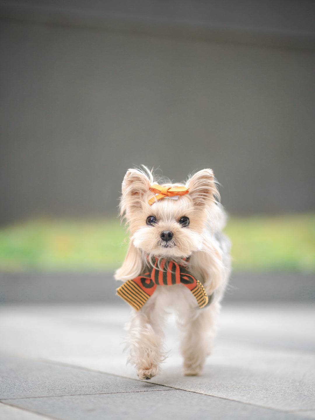 GREEN & ORANGE STRIPE PET AND HOOMAN MATCHING SCARF