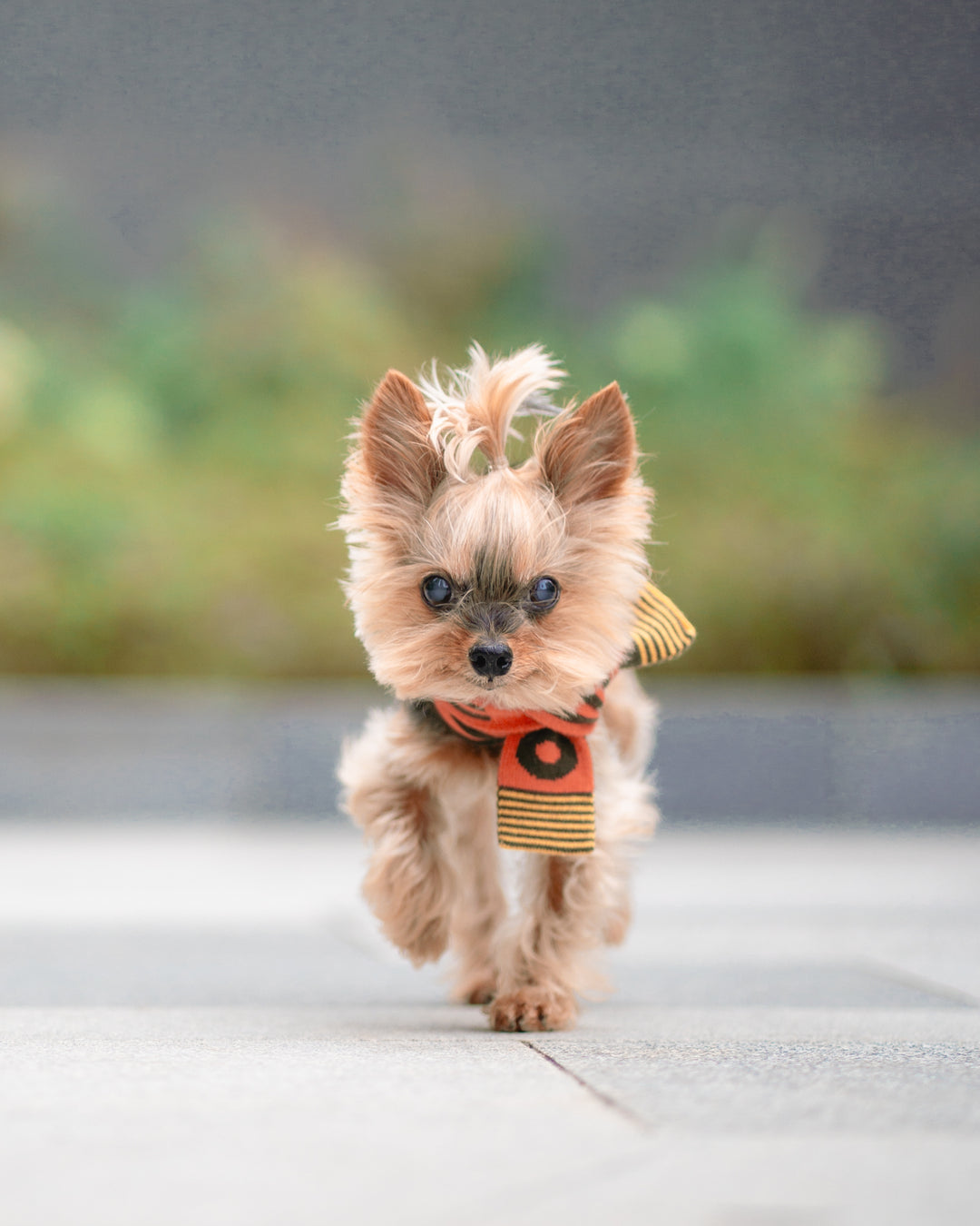 GREEN & ORANGE STRIPE PET AND HOOMAN MATCHING SCARF