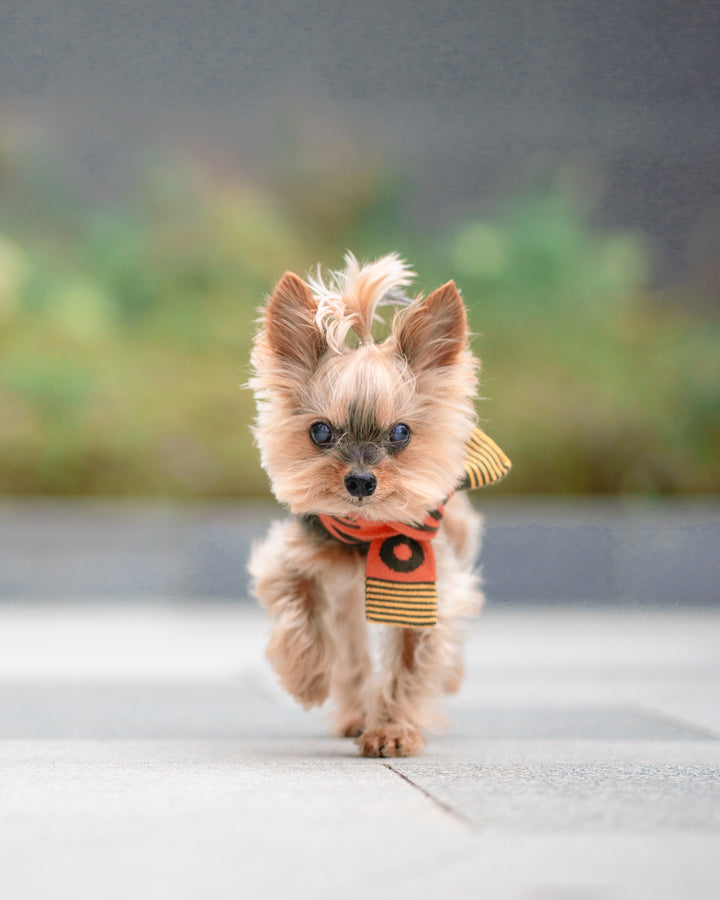 GREEN & ORANGE STRIPE PET AND HOOMAN MATCHING SCARF