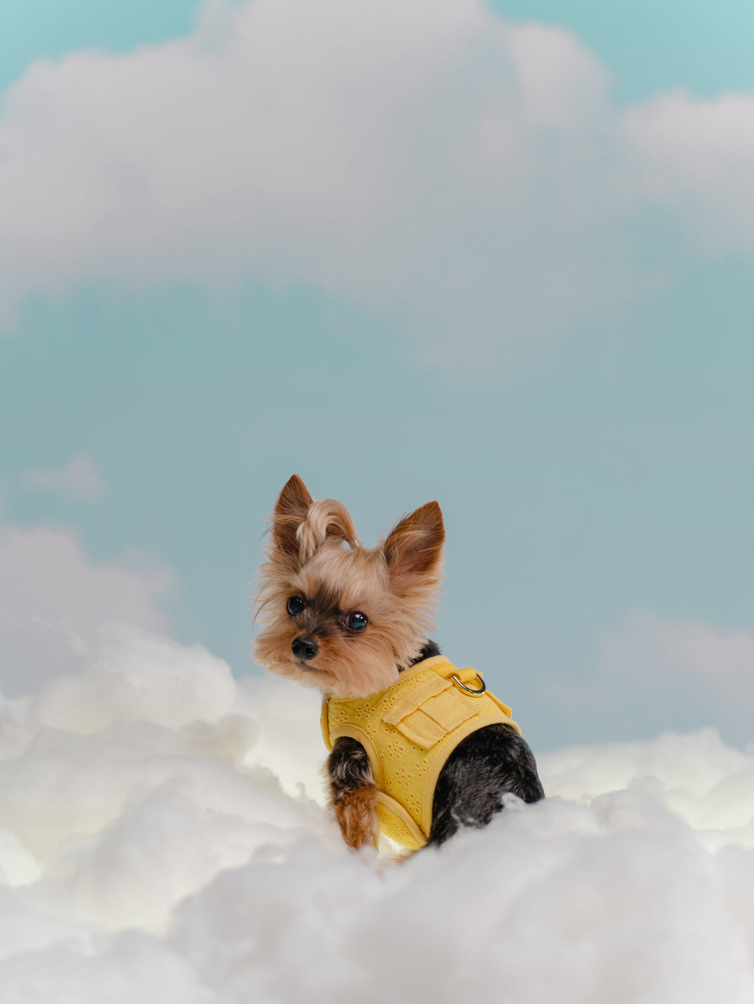 BUTTERCUP YELLOW HARNESS