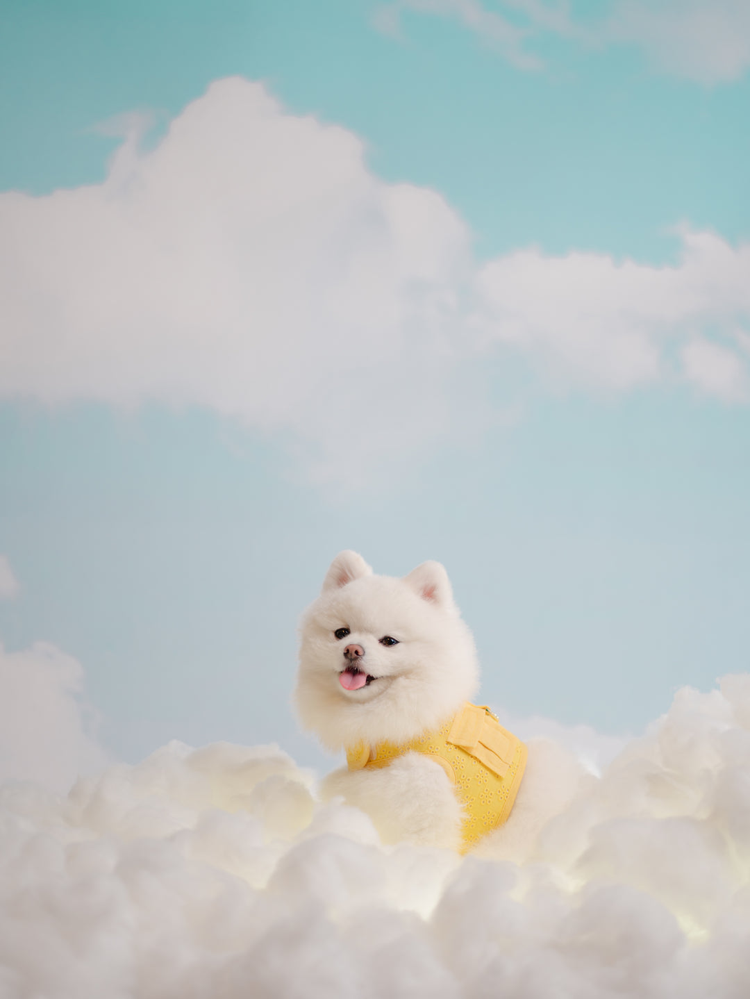 BUTTERCUP YELLOW HARNESS