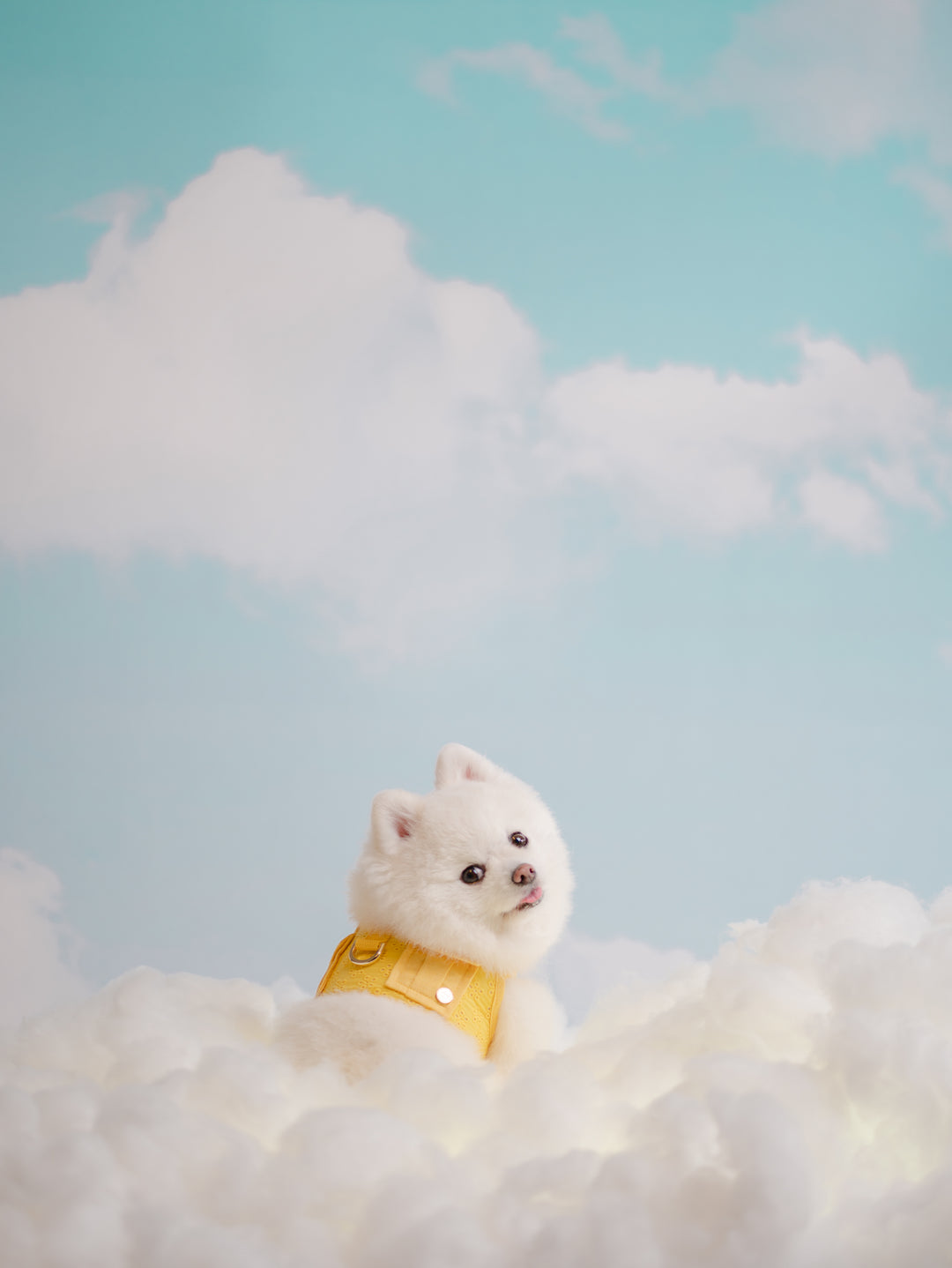 BUTTERCUP YELLOW HARNESS
