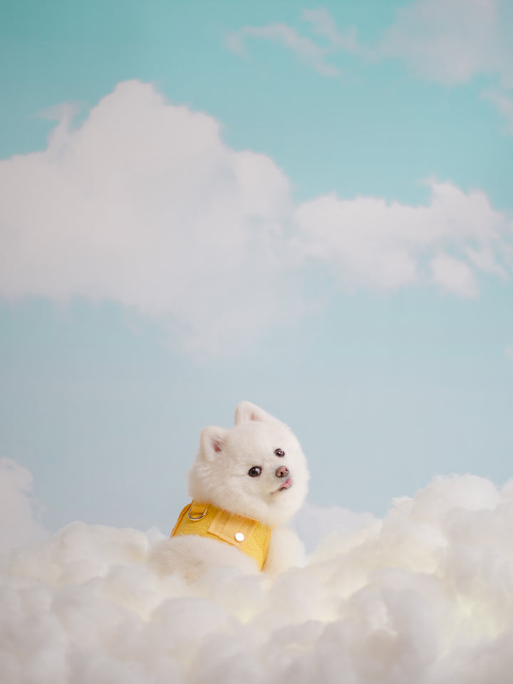 BUTTERCUP YELLOW HARNESS
