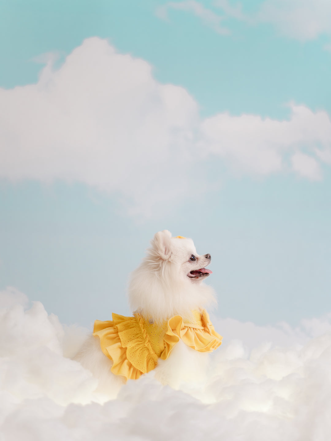 BUTTERCUP YELLOW HARNESS