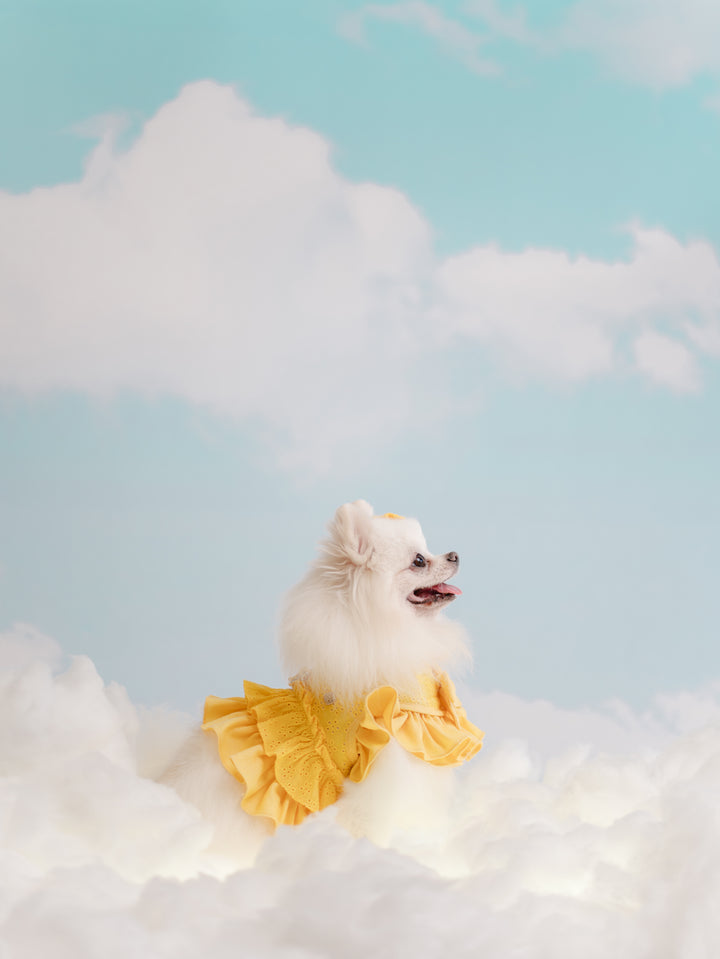 BUTTERCUP YELLOW HARNESS