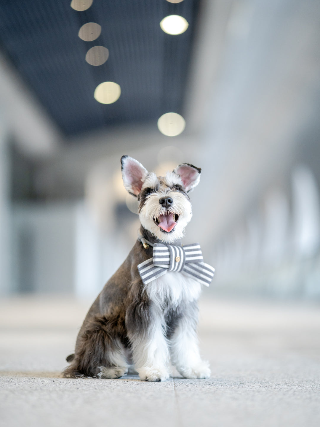 A small gray and white dog wearing a striped gray and white bow tie, sitting in a modern indoor hallway with a blurred background.