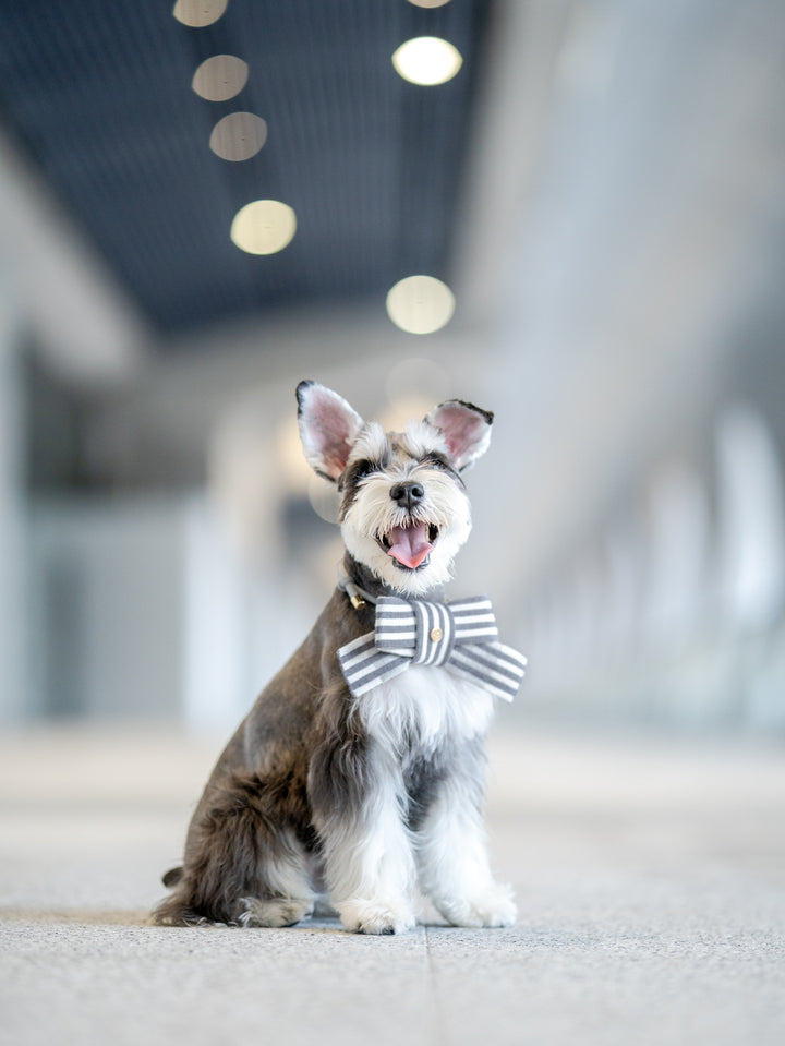A small gray and white dog wearing a striped gray and white bow tie, sitting in a modern indoor hallway with a blurred background.