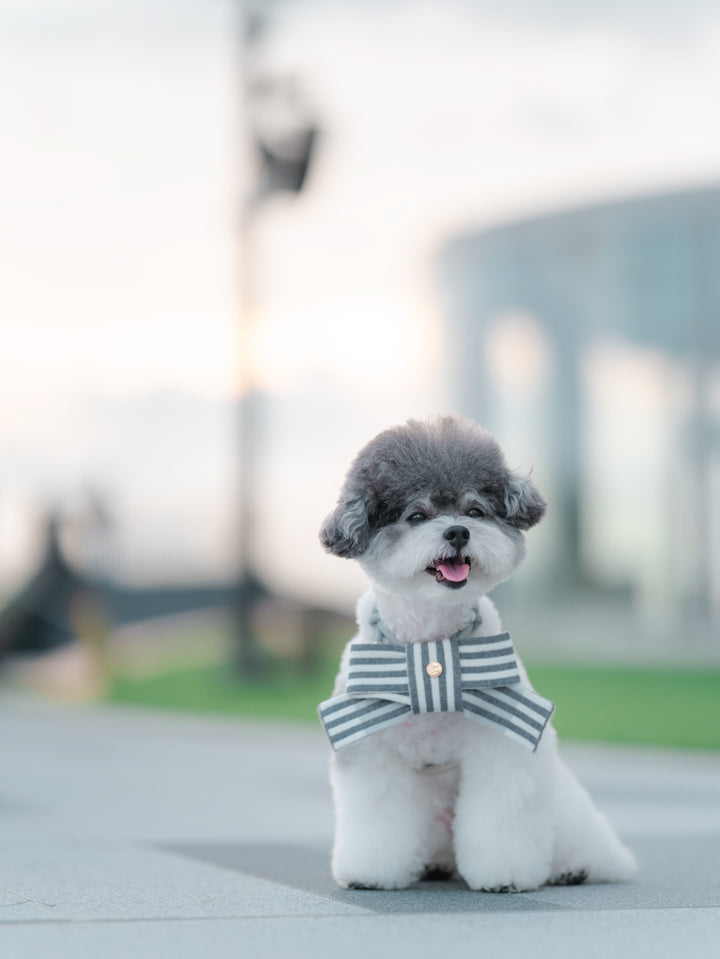 a small grey and white poodle wearing a grey dog bow
