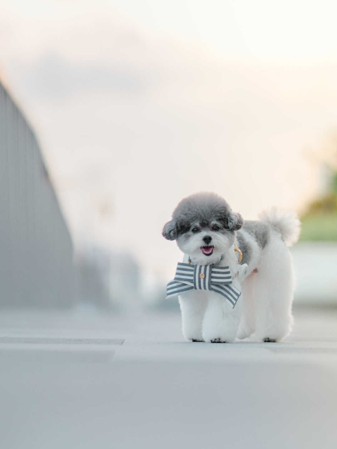 KNITTED BOW - SESAME MOCHI