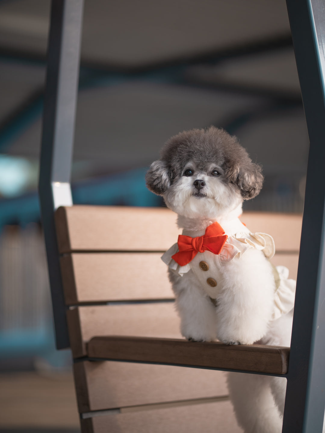 SAFARI HARNESS VEST (BACK VELCRO)