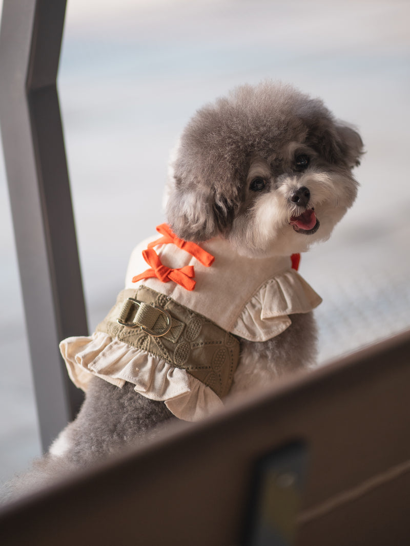 Poodle wearing ruffle harness dress