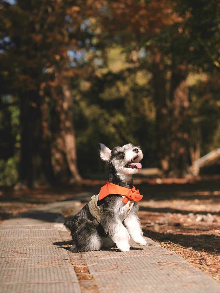 SAFARI HARNESS VEST (BACK VELCRO)