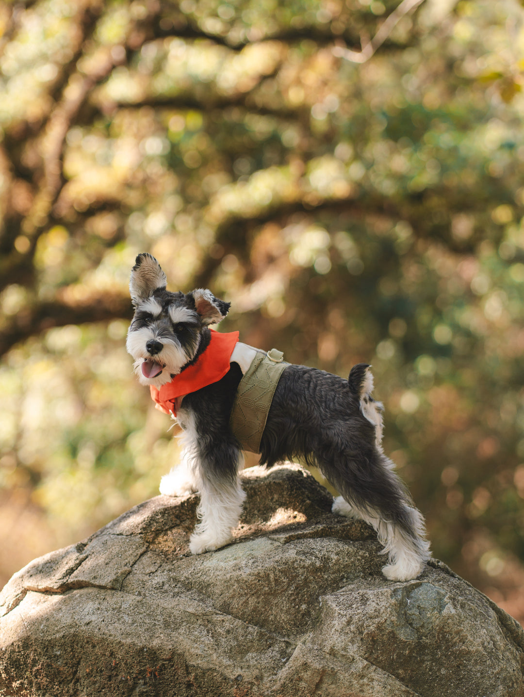 SAFARI HARNESS VEST (BACK VELCRO)